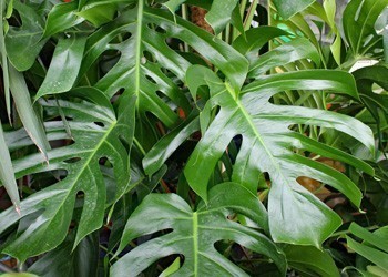 Monstera