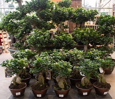 ficus ginseng