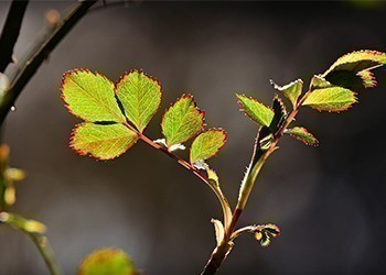 feuilles_rosiers