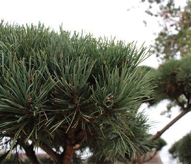 pinus_sylvestris_watereri