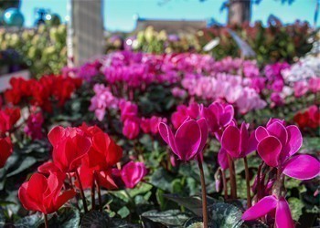 mini_cyclamens