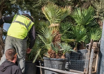 plante mediterranéenne dijon