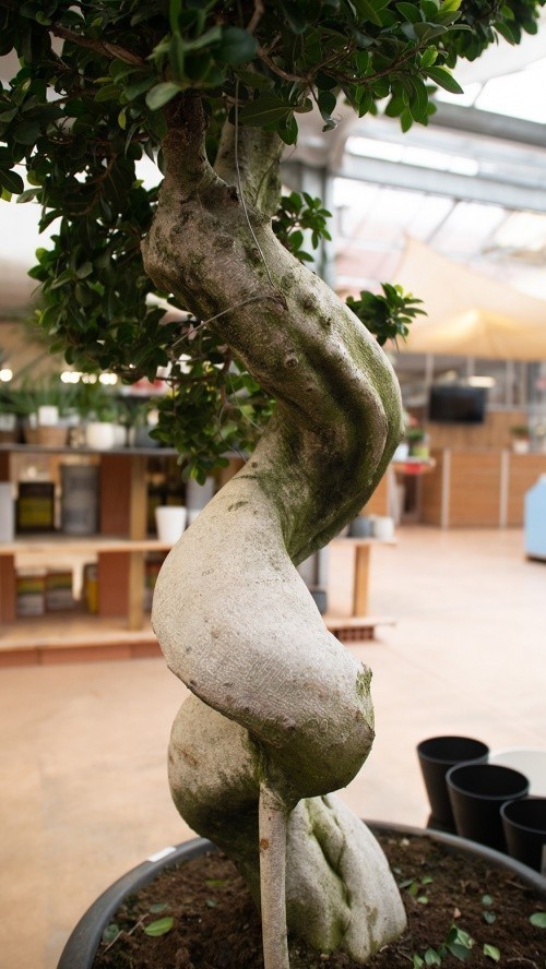 Un arbre bonsai - la décoration par excellence pour l'intérieur ou