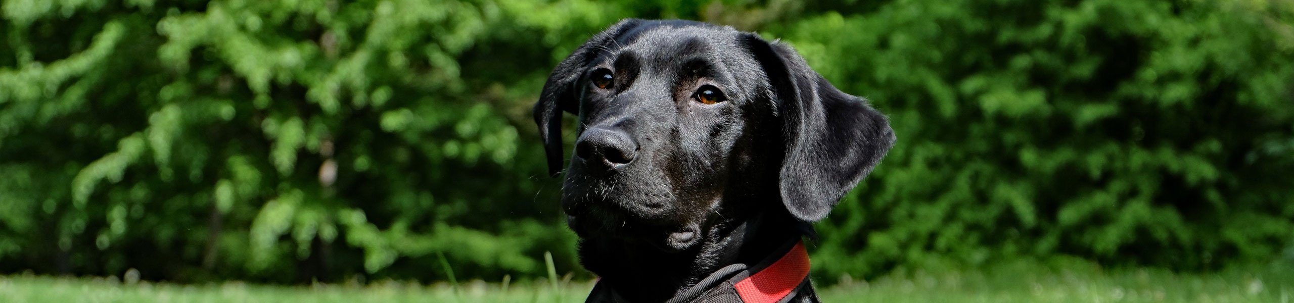 Labrador noir