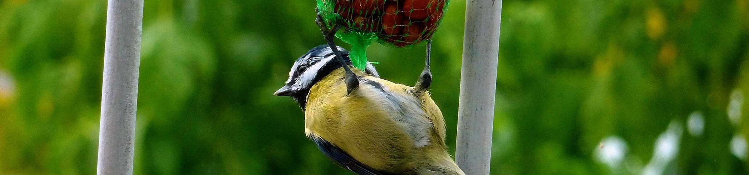 Aliment pour oiseaux