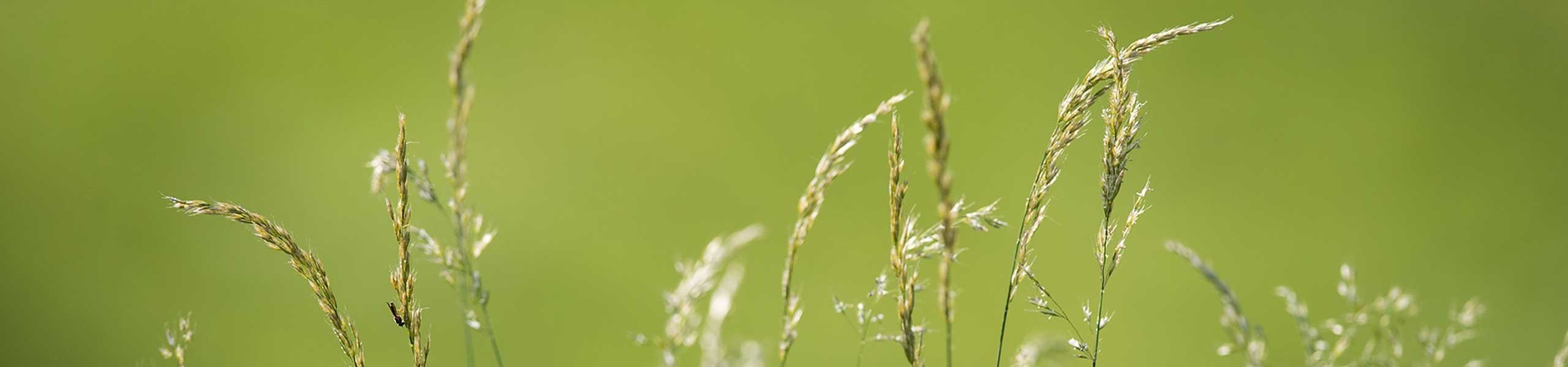 Graminées de prairie