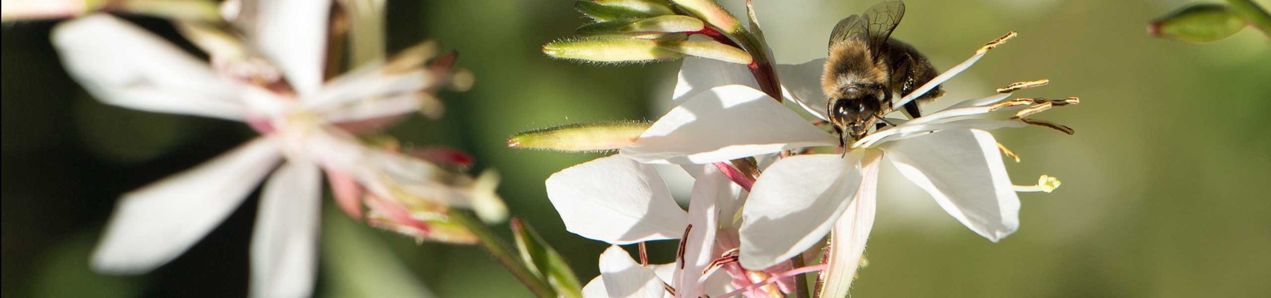 Plante vivace Gaura