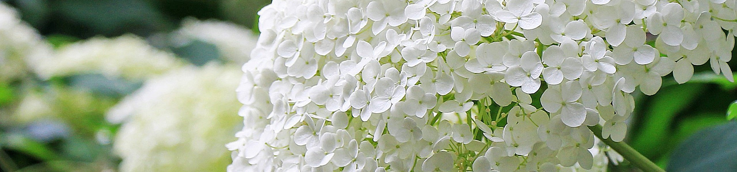 Hydrangea