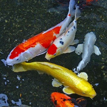 Carpe koi