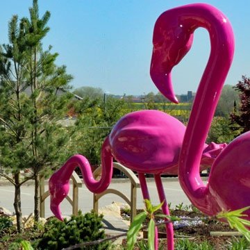 Flamants roses de la Sonofep