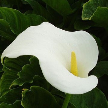 Arum Sonofep