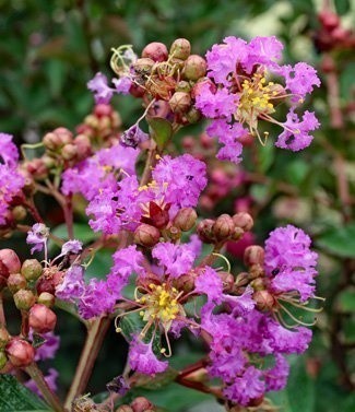 Lilas des Indes - Lagerstroemia