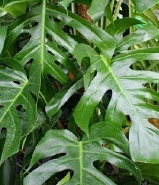 Monstera