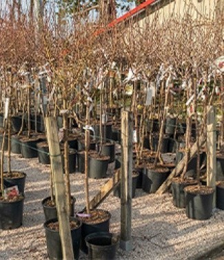 fruitiers_pots_sonofep