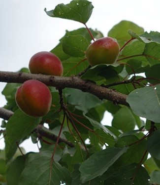 Abricotier prunus armeniaca