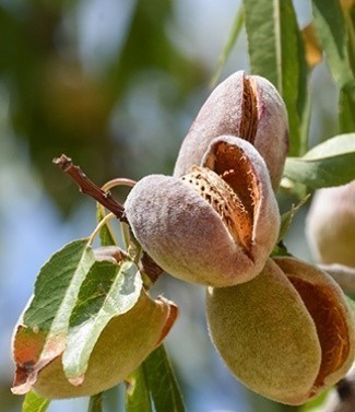 Amandier prunus amygdalus