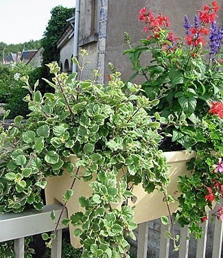 Balconnière sur rambarde avec réserve d'eau L 83 x l 26 x h 27 21 litres (l)