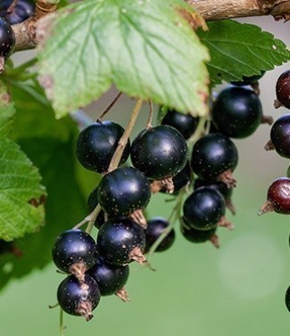 Cassis Ribes Nigrum