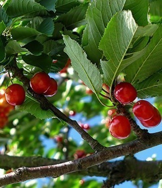 Cerisier prunus