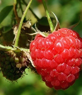 Framboisier rubus idaeus