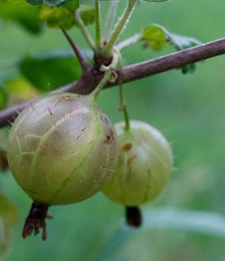 Groseiller ribes uvacrispa a maquereaux