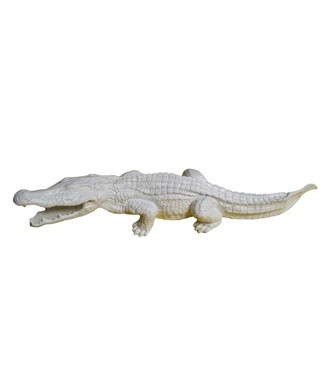 Crocodile blanc Blanc L 116 x h 25