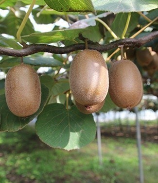 Kiwi actinidia