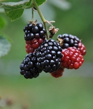 Mure géante rubus fructicosus