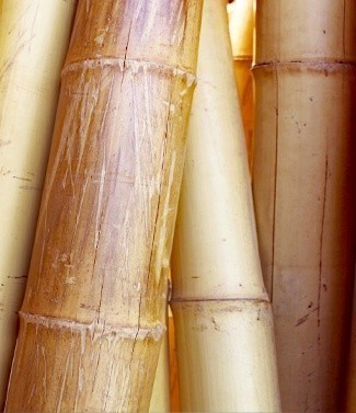Bambou déco L 200 30-33 mm