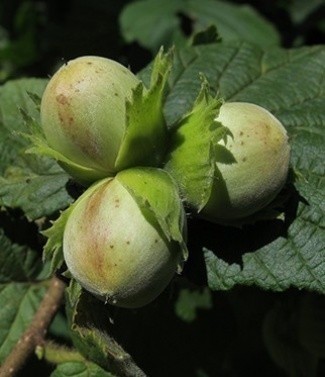 Noisetier corylus gros fruits