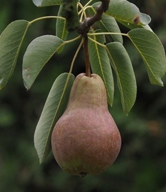 Poirier pyrus domestica