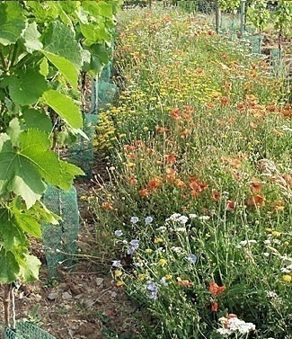 Mélange Sedamix® Vignoble fleuri 1 kg