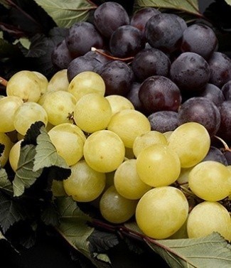 Vigne Vitis vinifera de table