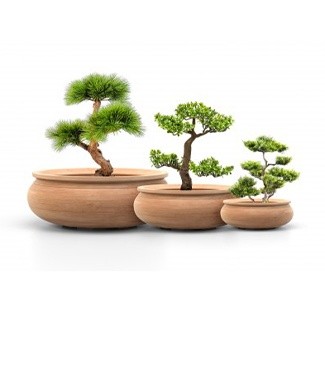 coupe_bonsai