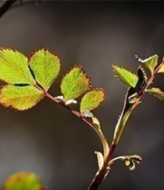 feuilles_rosiers