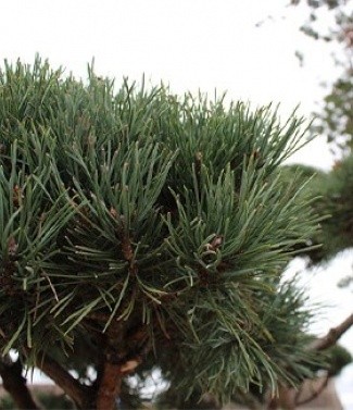 pinus_sylvestris_watereri