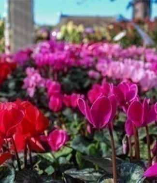 mini_cyclamens