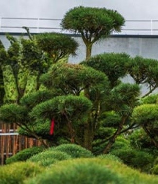 niwaki sonofep