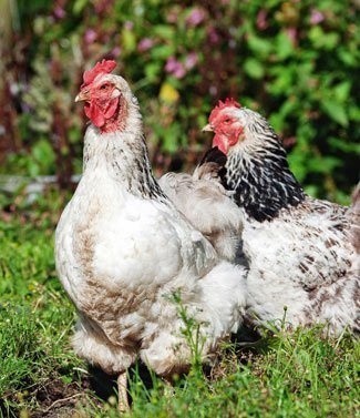 Poules de basse-cour