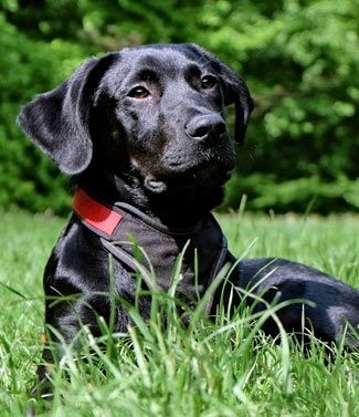 Labrador noir