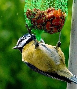 Mésange bleue sur une boule à graisse 