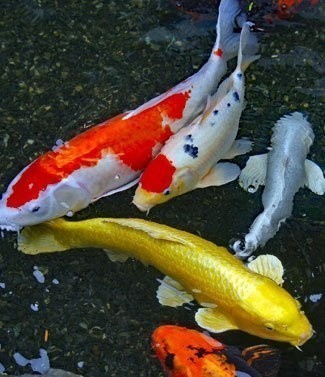 Carpes Koi