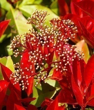 Photinia