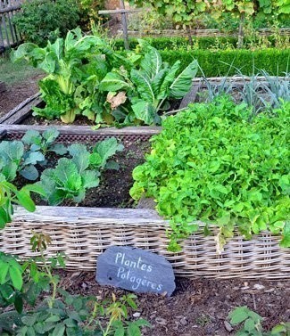 Engrais organiques et minéraux pour potager