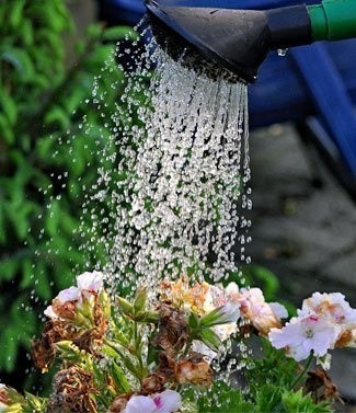 Arrosage de plante avec engrais liquide