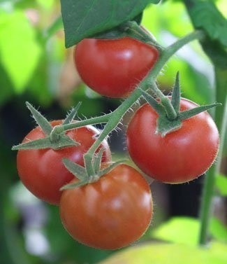 Plants de tomate