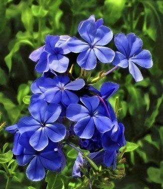 Fleurs vivaces phlox