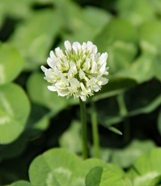 Engrais vert trêfles blancs