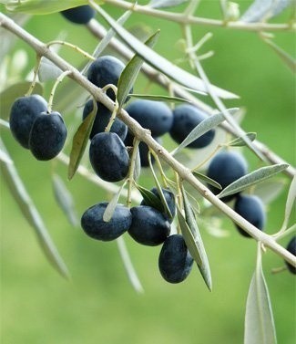 Rameau olivier avec olives