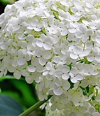 Hydrangea blanc